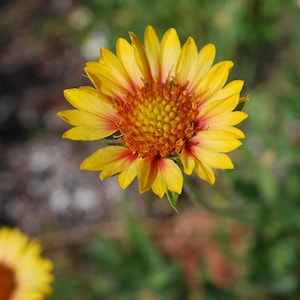 Blanket Flower Wildflower Seeds * Indian Blanket * Florida Eco-type * Gaillardia pulchella *  Yellow Variety * Florida Friendly