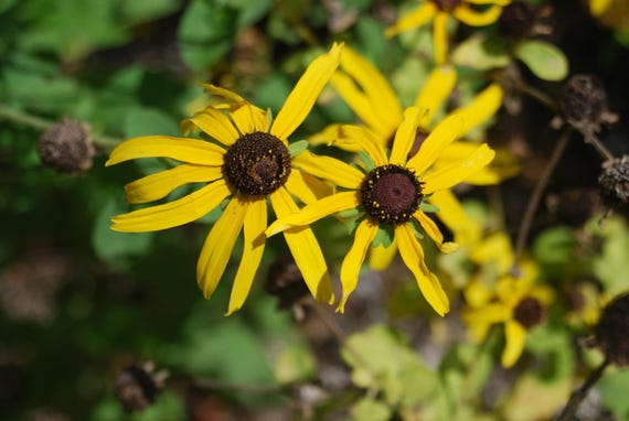 Florida Native Wildflower Seeds * Florida Eco-type * Mollis Coneflower *  Rudbeckia Mollis * Attracts All Pollinators - Etsy