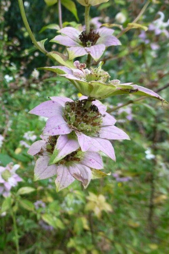 where to buy rose seeds Rosa xanthina: Manchu Rose Seeds main image 1