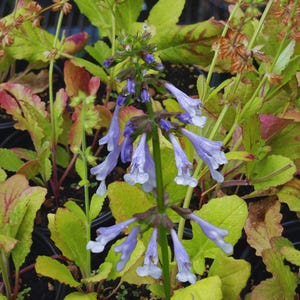 May include: Close-up of a cluster of plants with vibrant green and reddish-tinged leaves. A central stem displays delicate, light purple flowers with white tips. The image showcases a variety of textures and colors, highlighting the natural beauty of the plants.