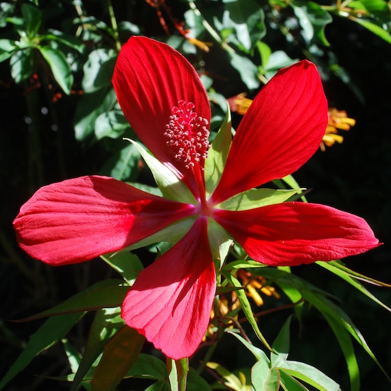 Florida Native Scarlet Hibiscus Seeds * Florida Eco-type * Hibiscus  Coccineus * Wetland Plant * Pond Plant - Etsy