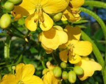 Florida Native PRIVET SENNA Seeds *Florida Eco-type * Senna ligustrina * host Plant