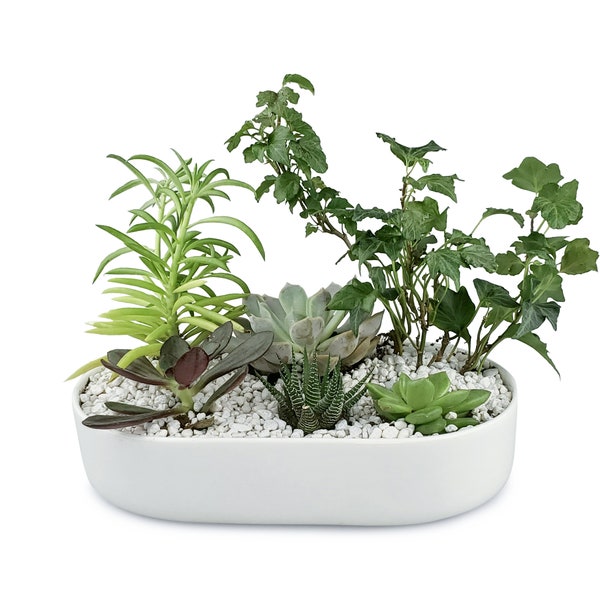 Shallow Container for Fairy Garden Etsy