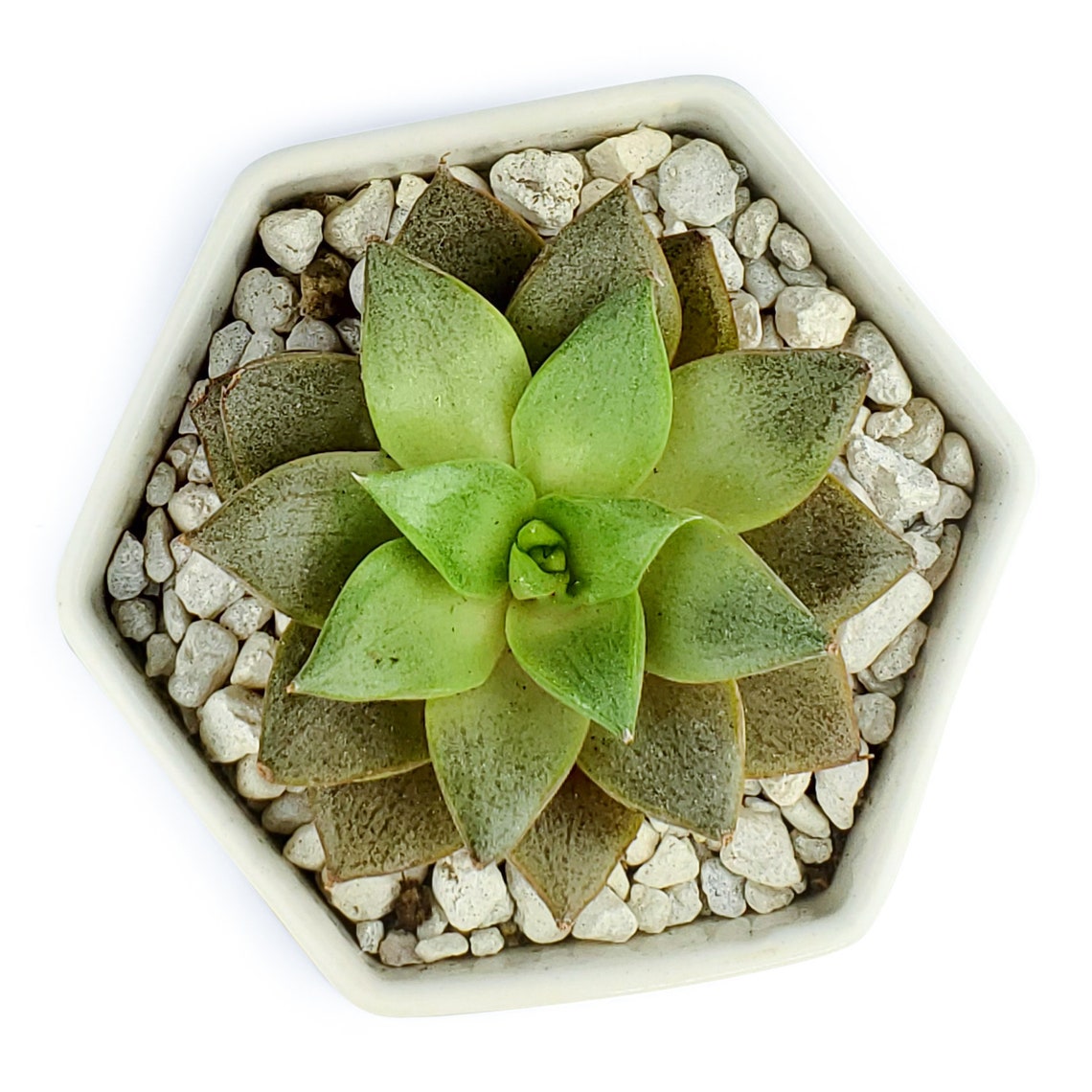 Bulk Succulent Planters 3.5 with Bamboo Tray Hexagon Etsy