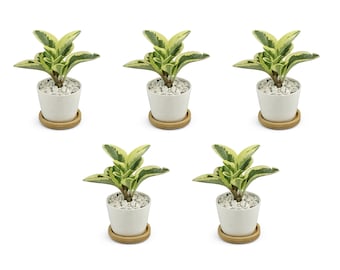 5x Kleine Ronde 2.5" Keramische Potten met Bamboe Dienblad - Witte Keramische Pot - Sappige Potten - Cactus Potten - Trouwpotten - Binnen potten - Gunsten
