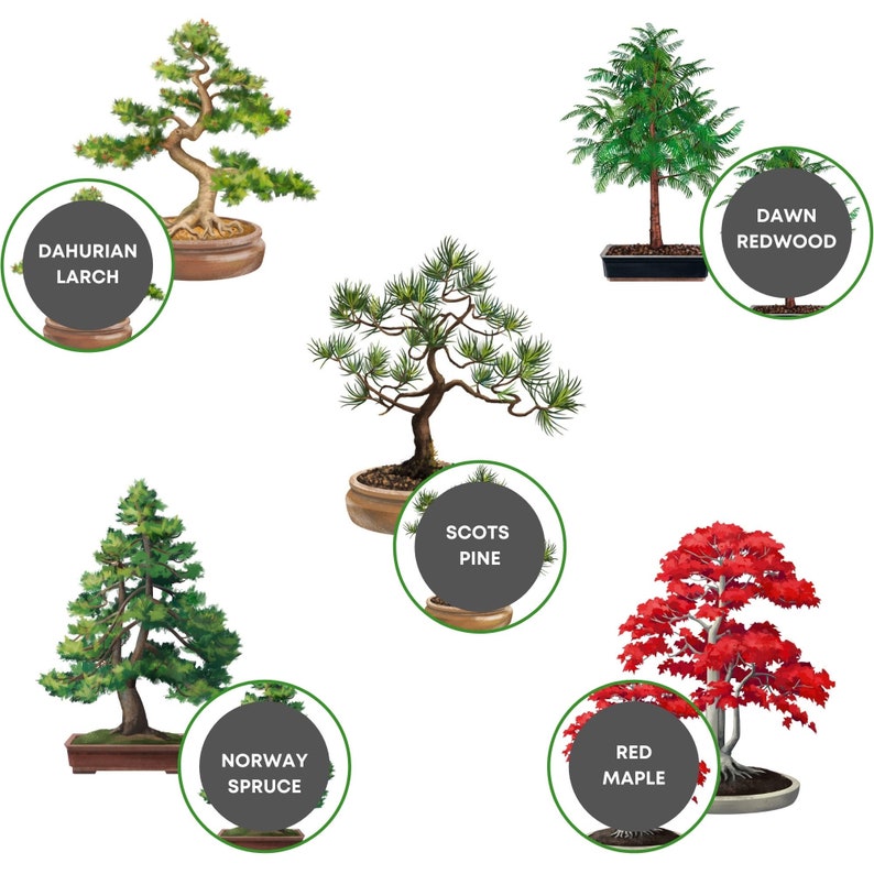 Bonsai Tree Starter Kit grow Your Own Bonsai Trees From Seeds Etsy