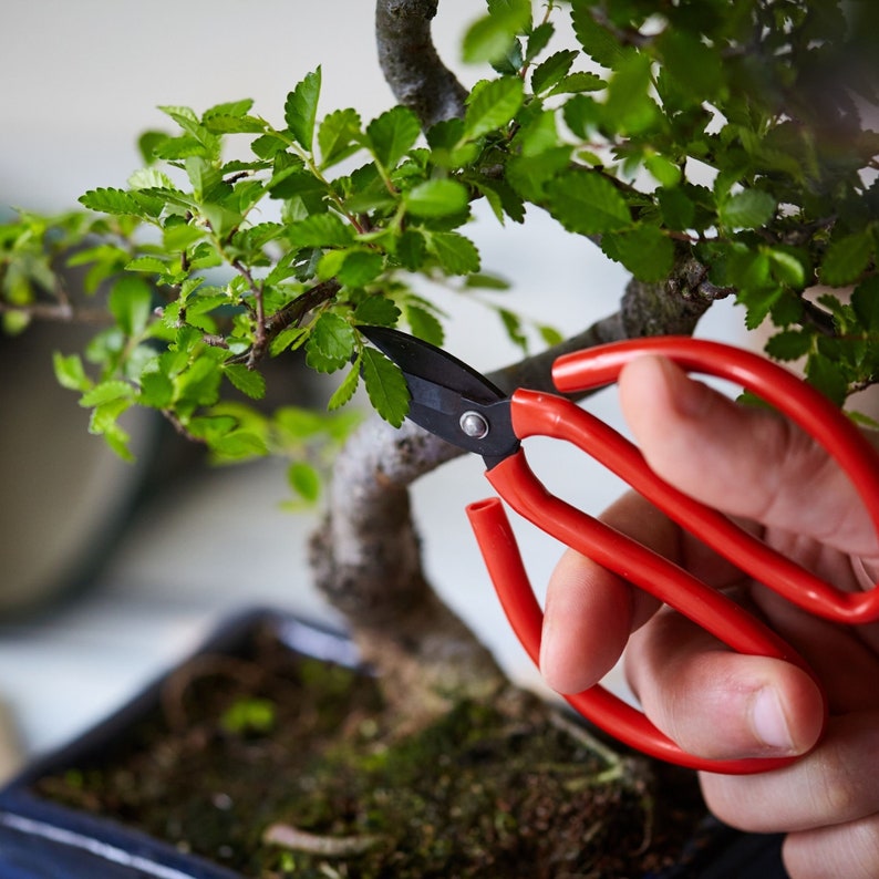 Bonsai Tree Starter Kit Grow Your Own Bonsai Trees from Seeds Etsy