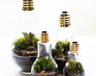 Terrarium bulb jar terrarium live moss terrarium shelf sustain ecosystem light bulb terrarium Christmas gift ideas