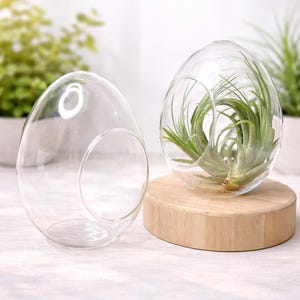 6” Egg Shaped Glass Terrarium, Tabletop Glass Container, Air Plant Holder, Hanging Terrarium Vase, Mini Garden Glass Planter