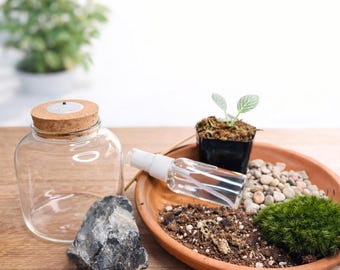 DIY Terrarium Kit for Beginners – 4" Glass Jar with LED Cork, Live Moss Indoor Plant Craft Kit, Fun Mini Garden DIY Gift for Kids & Adults