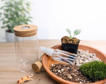 DIY Terrarium Kit 6” Glass Jar Mini Garden with Live Moss & Plants, LED Cork Lid, Indoor Plant Gift, Easy DIY Craft Kit for Home Decor