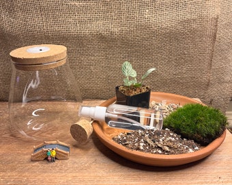 diy terrarium kit | Succulent Terrarium | Mini Garden Kit | Mothers day Gift | Indoor Plant Kit | Air Plant Terrarium |  Indoor Plant Kit