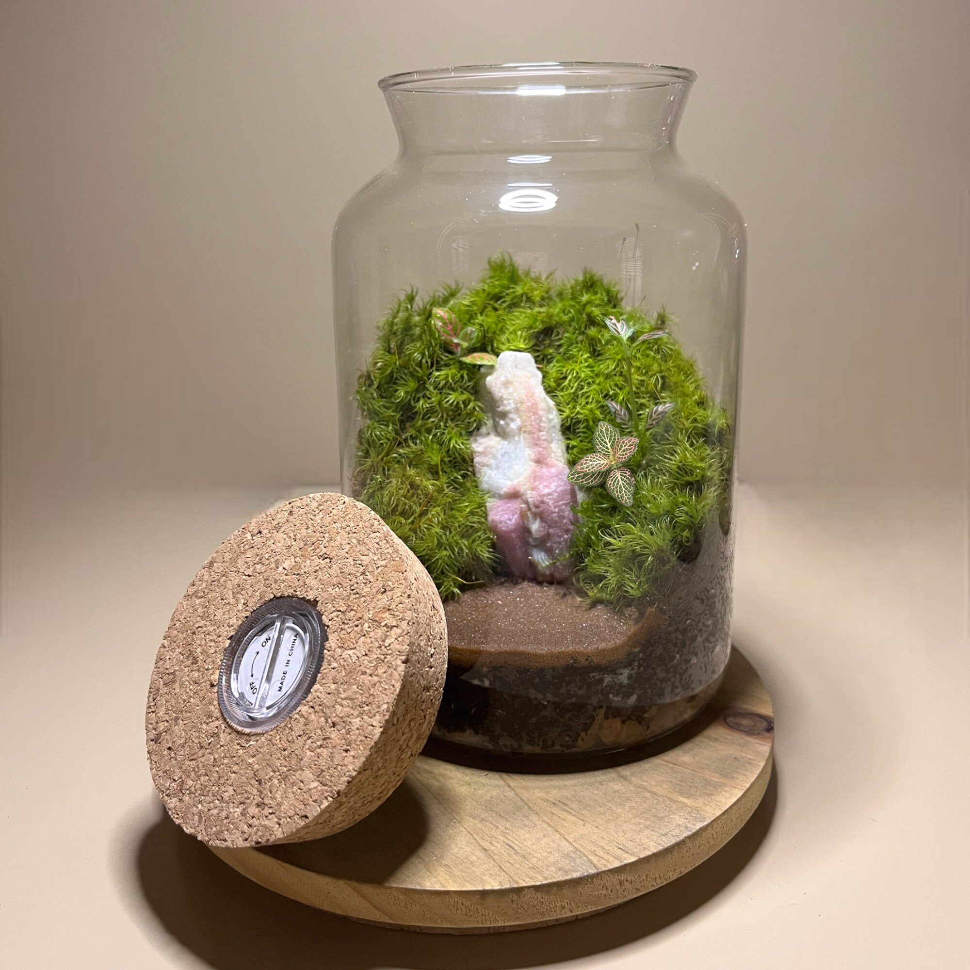 DIY Terrarium Kit live Plants and Moss sealed Terrarium Kit Etsy