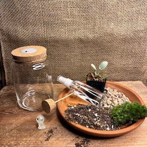 DIY Live Moss Terrarium Kit: 5&quot; Glass Jar, Fittonia Plants