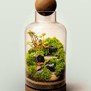 May include: A miniature terrarium in a clear glass bottle with a wooden base and stopper. The interior features vibrant green moss, small plants, black rocks, and a sandy area, creating a natural landscape. The bottle is approximately 20 cm tall.