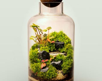 Terrario de musgo vivo de 38 cm / Terrario de cristal grande con plantas vivas / Jardín interior hecho a mano / Regalo único para amantes de las plantas