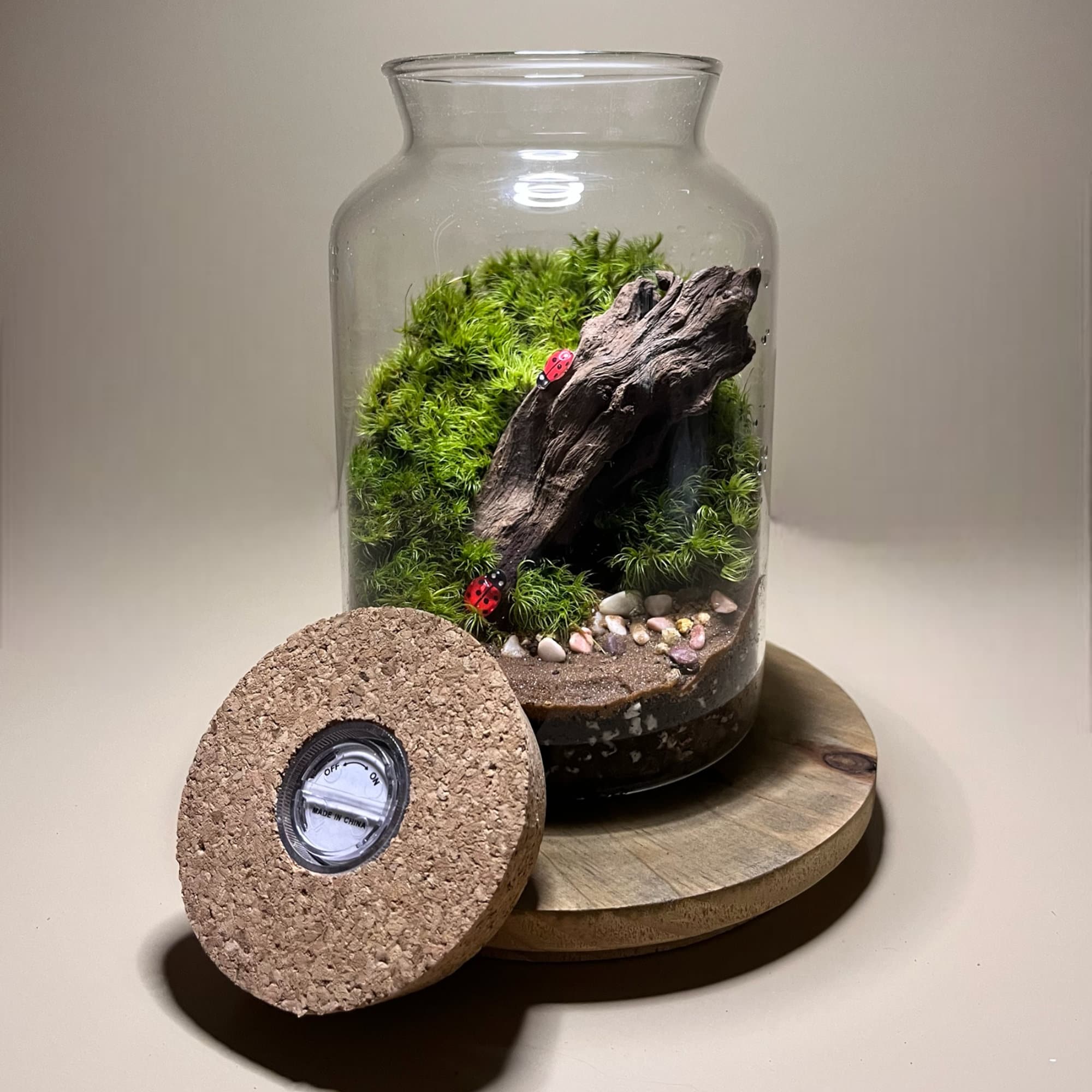 DIY Terrarium Kit live Plants and Moss sealed Terrarium Kit Etsy