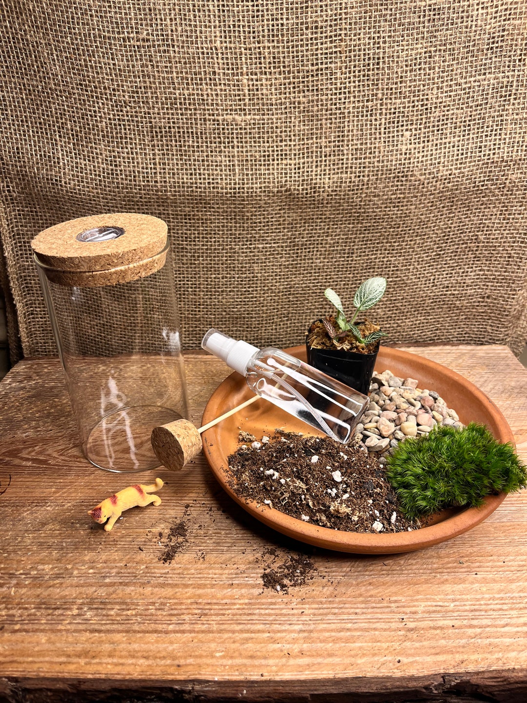5 DIY Terrarium Kit, Moss Terrarium, Live Moss, Terrarium Kit
