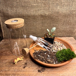 5&quot; DIY terrarium kit | Succulent Terrarium Set  Miniature Garden Kit | 5&quot; Glass Jar Terrarium | Gift for Plant lovers/