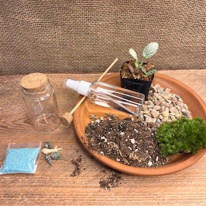 3&quot;diy terrarium kits | Succulent Terrarium | Plant Terrarium | Indoor Gardening Kit | Glass Jar | DIY Mini Garden |