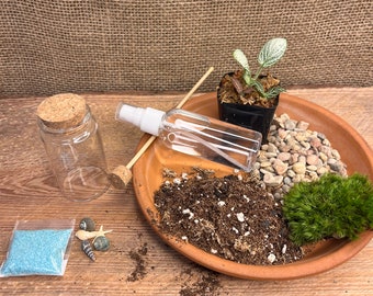 3&quot;diy terrarium kits | Succulent Terrarium | Plant Terrarium | Indoor Gardening Kit | Glass Jar | DIY Mini Garden |