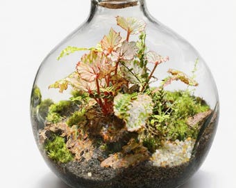 10" Hand‑Blown Glass Moss Terrarium| Pre-Made Self-Sustaining Ecosystem| Glass Terrarium with Live Moss & Plants