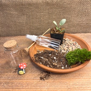 DIY Mini Moss Garden Terrarium Kit: Fittonia Plant, Duck/Mushroom/Cat
