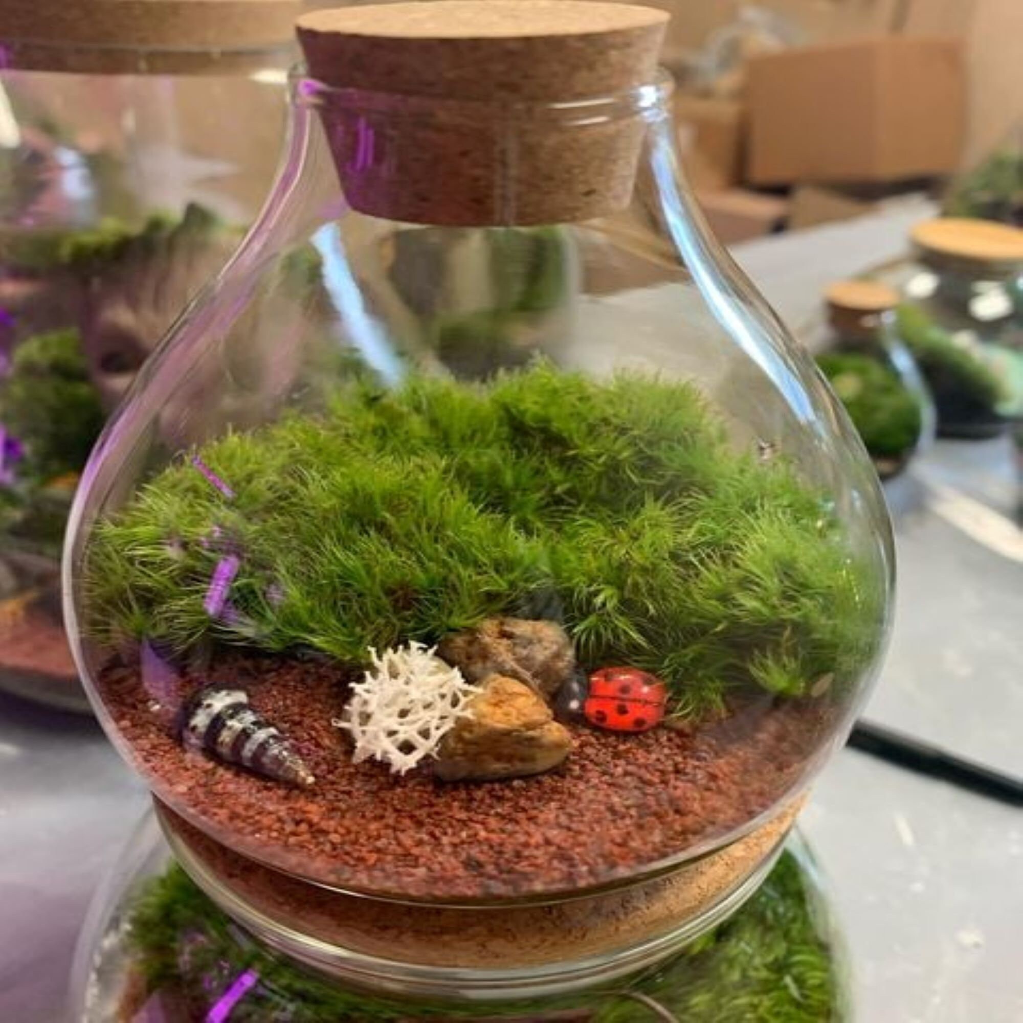 Moss Terrariumlive Moss Terrariumshelf Sustain Ecosystemlive Plant Terrarium-desktop  Zen Gardenfairy Garden-valentines Day Gift Ideas 