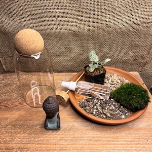 DIY Terrarium Kit: Mini Garden with Fittonia Plants