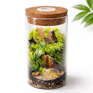 Puede incluir: Un pequeño terrario cilíndrico de vidrio con tapa de corcho. En el interior, capas de tierra, pequeñas rocas y musgo verde vibrante crean un paisaje en miniatura. El terrario es una pieza decorativa.