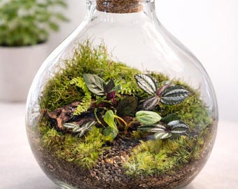 Terrario de vidrio soplado a mano de 25 cm (10 pulgadas) – Ecosistema de musgo vivo con plantas tropicales