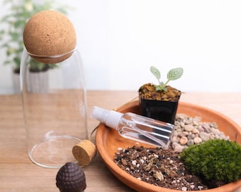 DIY Terrarium Kit 7” Glass Jar with Live Moss & Plants, Mini Indoor Garden Craft Kit, Nature Gift Set, Easy DIY Plant Kit for Home Decor