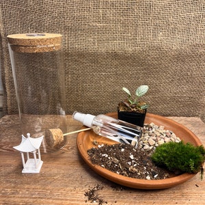 7&quot; DIY terrarium kit | Glass Terrarium | Miniature Garden | Plant Lover Gift |valentines gift ideas |