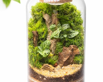 5" Handmade Glass Terrarium | Live Moss & Plants, Lighted Cork Lid