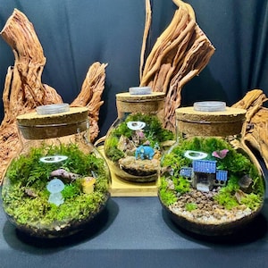 3&quot; LED glass globe terrarium | live moss terrarium | glass terrarium | live plants |Desktop Moss Garden
