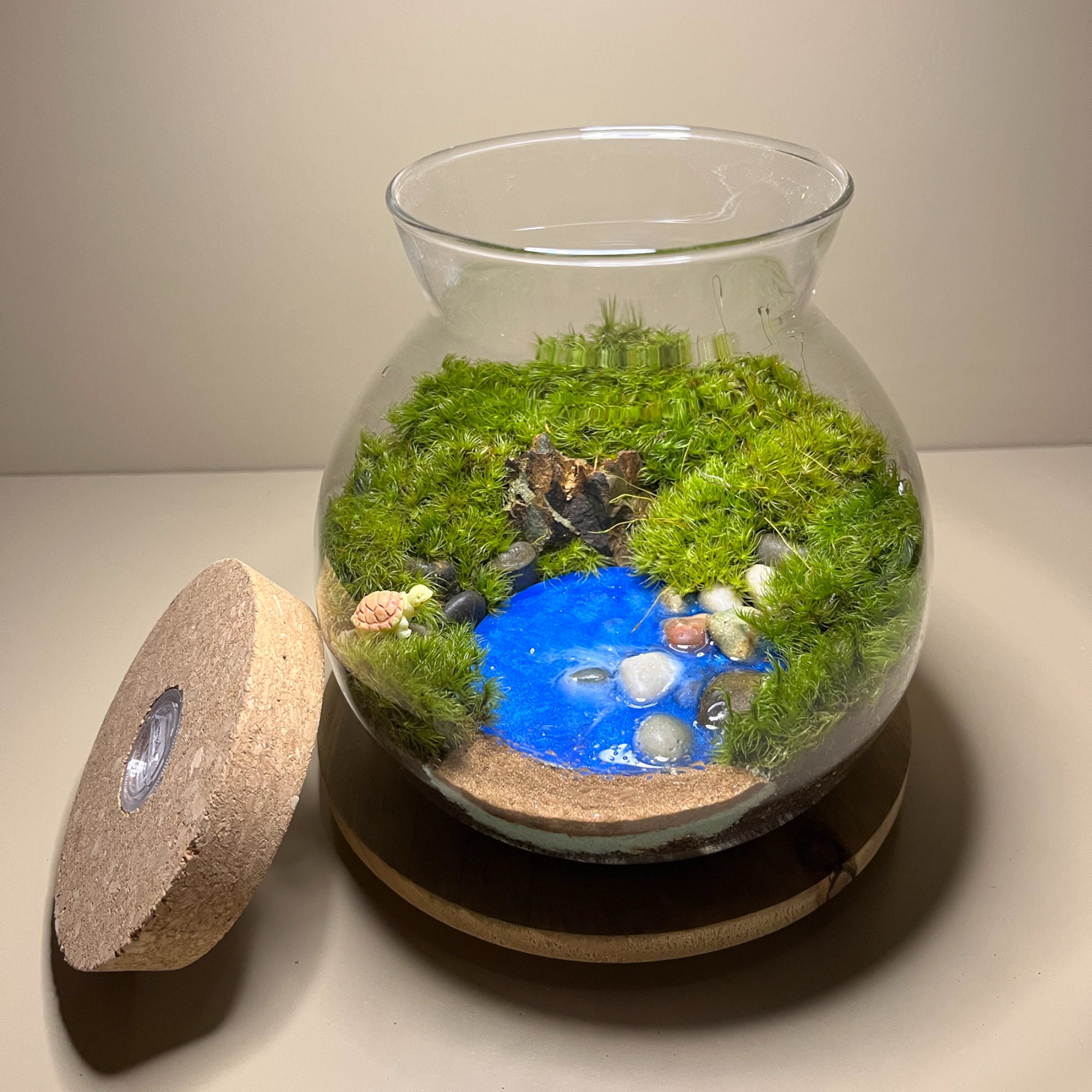 SALE Live Marimo Balls in Mini Globe Bottle Zen Pet Terrarium