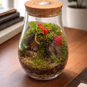 May include: A glass terrarium with a cork lid, showcasing a miniature ecosystem. Inside, green moss, small rocks, and vibrant red and green plants create a natural scene. The terrarium sits on a wooden surface, offering a glimpse of nature.