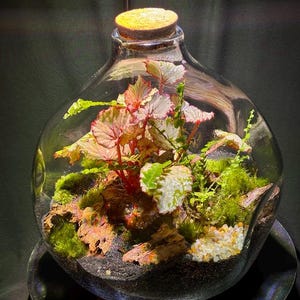 10" hand-blown glass jar terrarium | living moss terrarium| Decorative Jar | moss terrarium| self-sustaining ecosystem| terrarium home decor