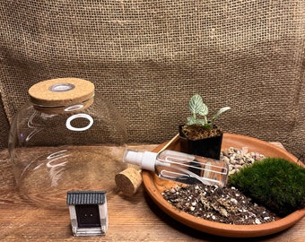 DIY Terrarium Starter Kit | Glass Plant Container | DIY Succulent Planting Set | Indoor Plant Gift | Garden Starter Set | Gift for mom