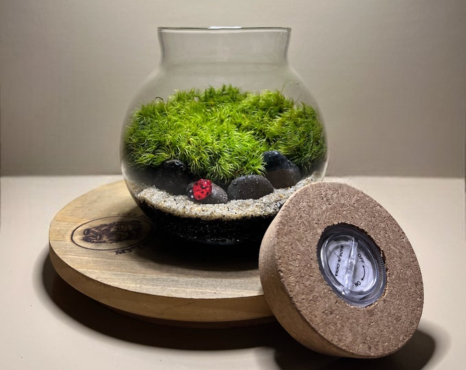 4" LED glass globe terrarium | live moss terrarium | glass terrarium | live plants | Desktop Moss Garden | Mothers day Gift | Greenery Decor