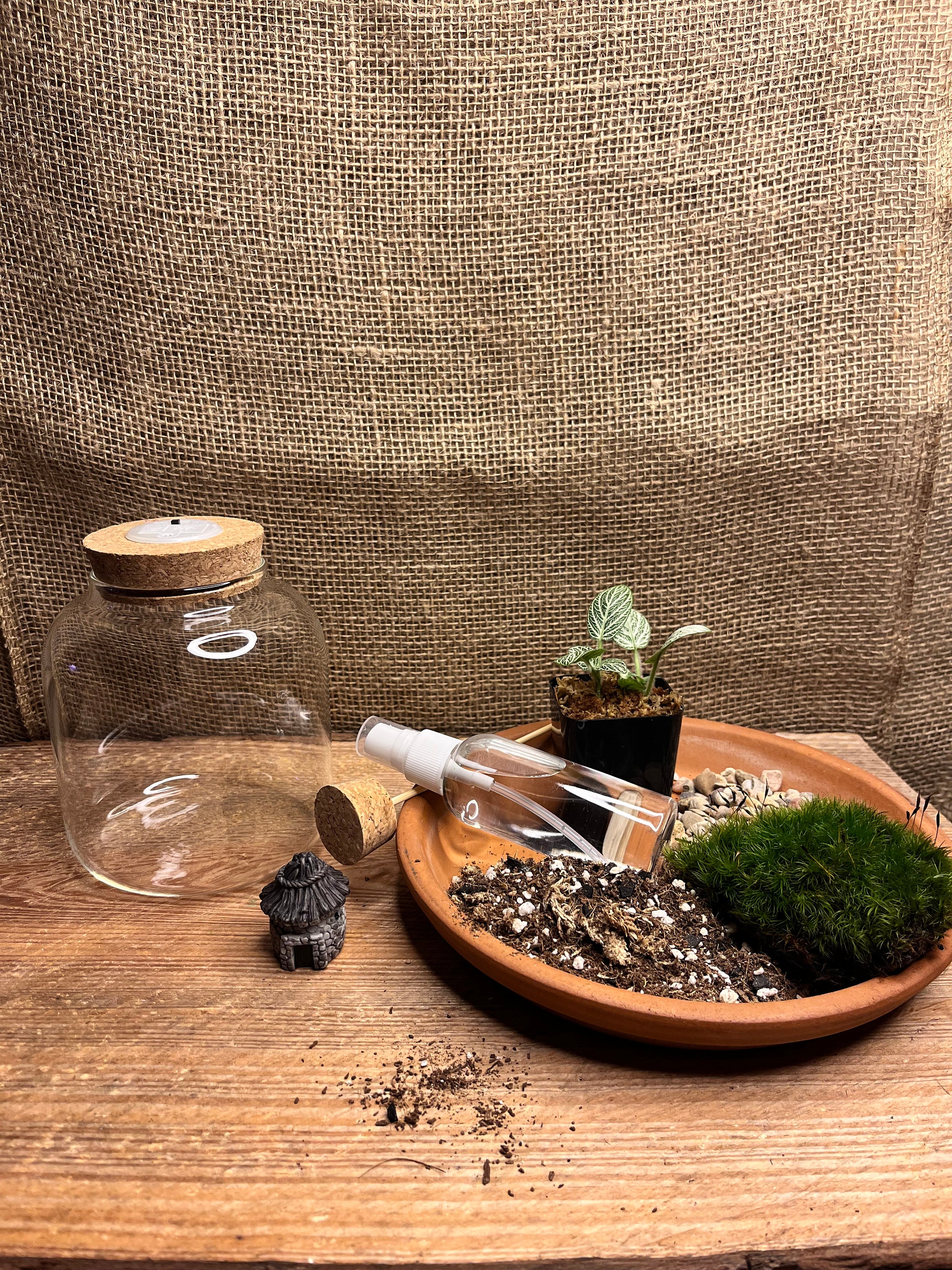 Terrarium starter kit | DIY terrarium kit |Glass Terrarium Set | Green Thumb Gift || Plant Lover/