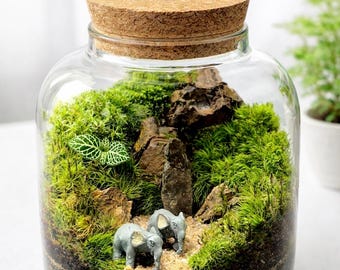 Handmade Glass Terrarium with Live Moss & Lighted Cork Lid