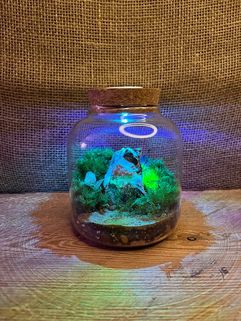 DIY Terrarium Kit for Beginners – 4