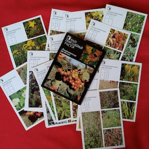 Cartões postais soviéticos, Conjunto de 18, Cartões botânicos, Conjunto completo, Cartões postais de plantas medicinais, Cartões postais botânicos vintage, URSS, 1988, anos 80