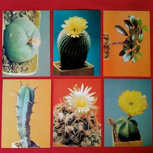 Cartoline sovietiche, Set di 18, Cactus, Immagini di cactus, Cartoline vintage, URSS, Cartoline botaniche, Hobby, Сollecting, 1990, anni '90