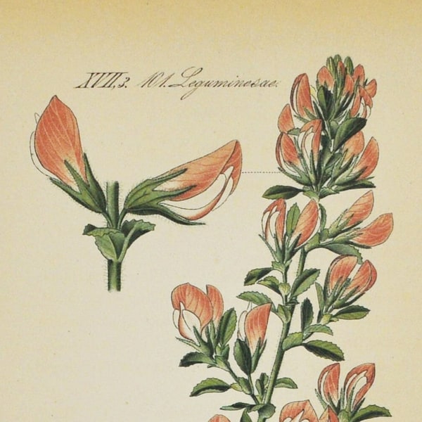 Field Restharrow Print - Original Antiker Botanischer Druck 1880er Jahre - Ononis Hircina (Pflanzenblume Samen Rest Hase rosa grün Spinosa Jacquin)