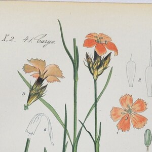Kartäuser Pink Print - Original Antiker Botanischer Druck 1880er Jahre - Dianthus karthusianorum (Pflanzenblume Garten Samen Kräuter stauend Belgien)
