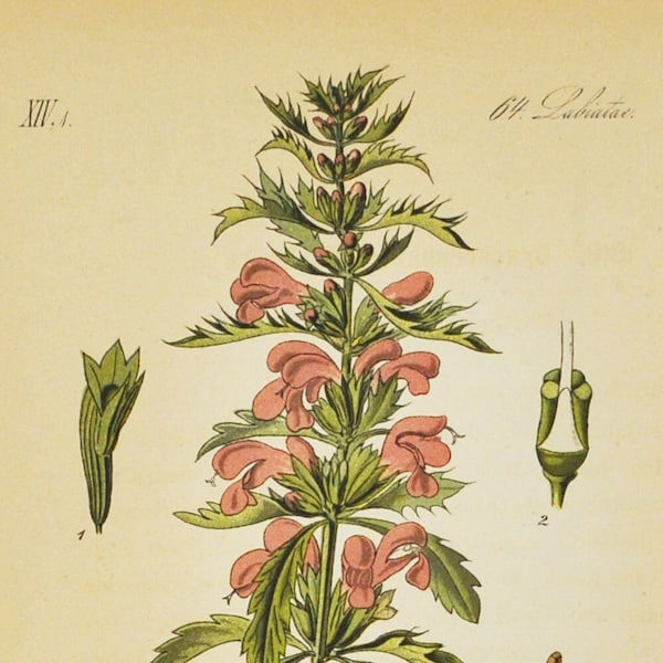 Moldavian Dragonhead Print - Original Antique Botanical Print 1880s - Dracocephalum moldavica (plant flower seed pink perennial dragon head)