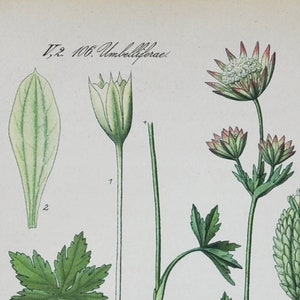Astrantia Print - Original Antiker Botanischer Druck 1880er Jahre - Astrantia gracilis (Pflanzenblume Garten Samen rosa weiß großes Meisterwort Europa)