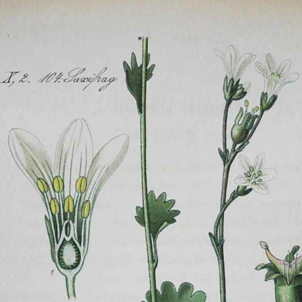 Meadow Saxifrage Print - Original Antique Botanical Print 1880s - Saxifraga granulata (jardín de semillas de flores de plantas blanco de Europa Saxifragaceae)